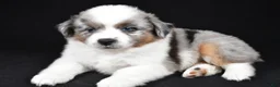 Miniature Australian Shepherd dogs for sale: Angel - Ad 1