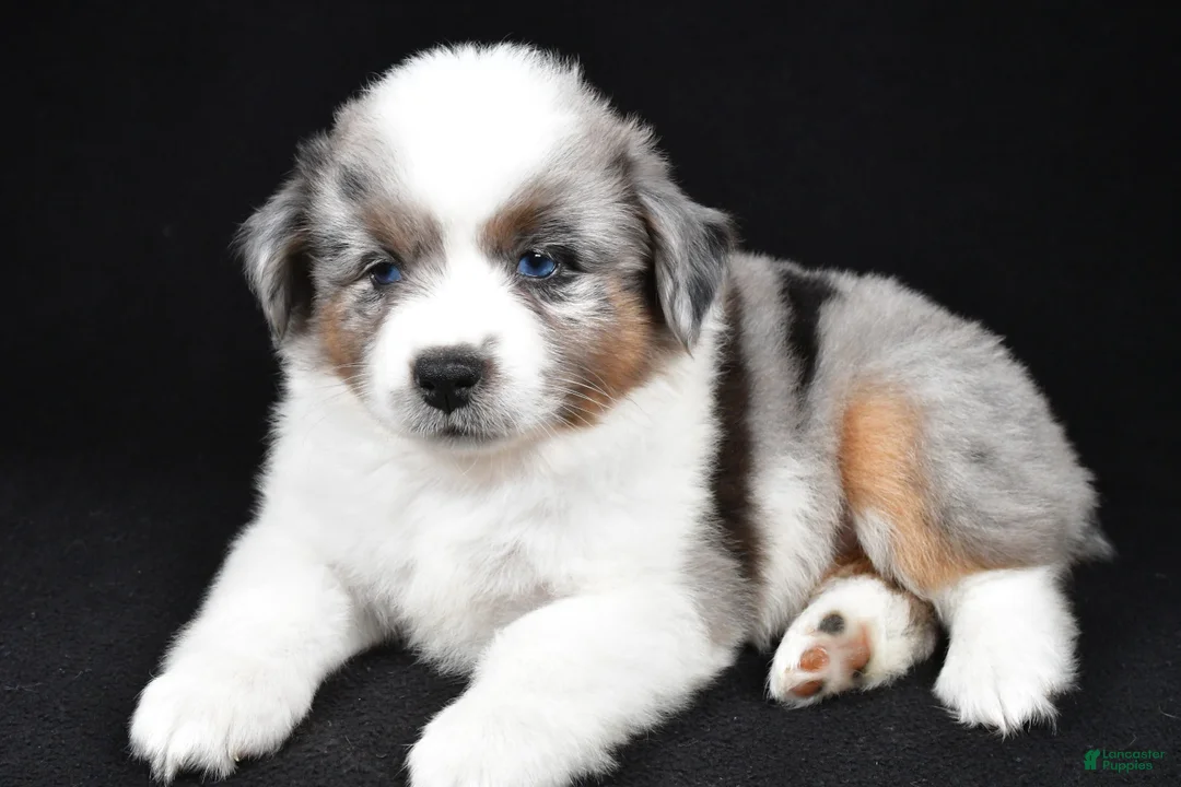 Miniature Australian Shepherd dogs for sale: Angel - Ad 1