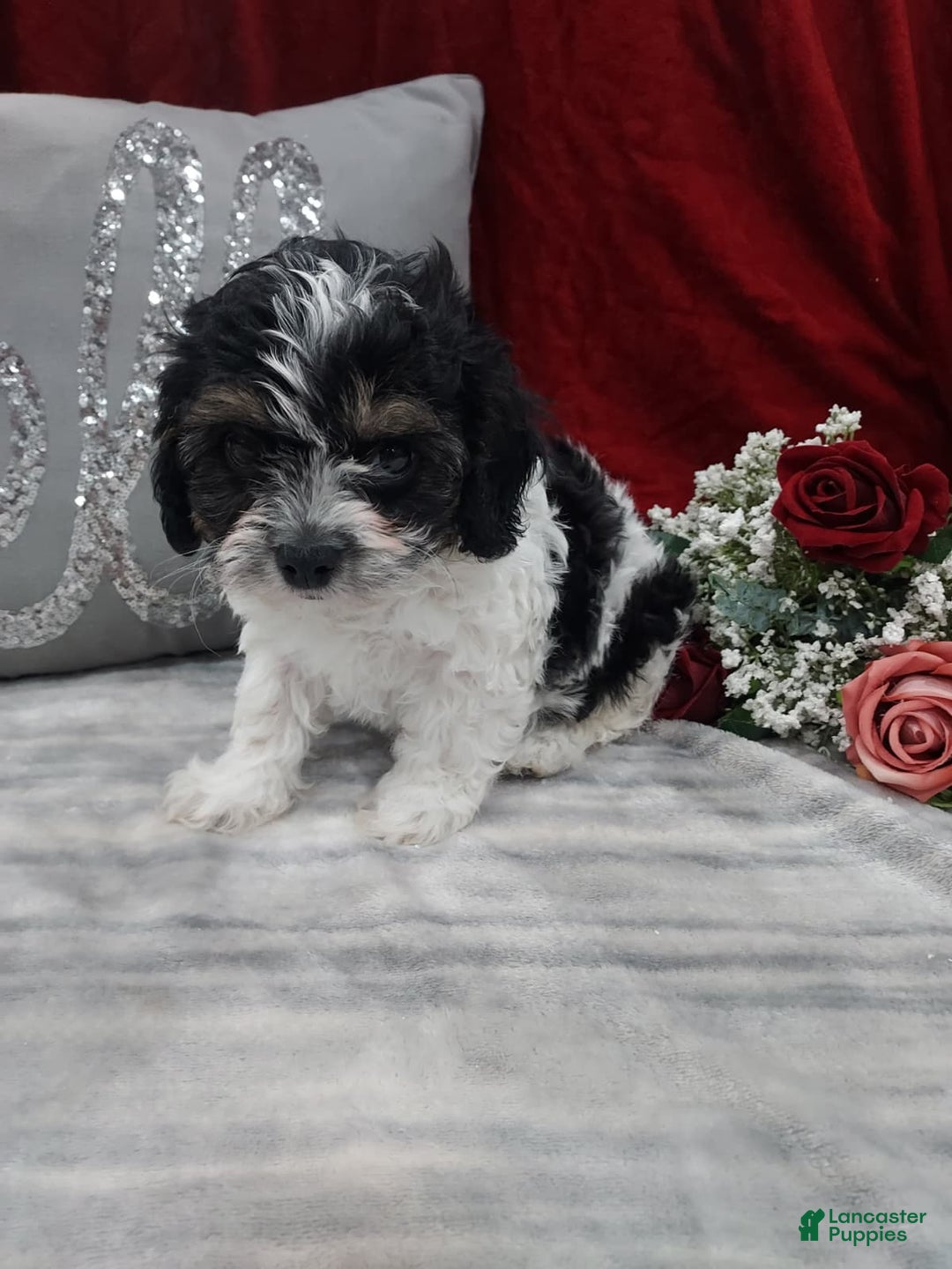 Cavapoo dogs for sale: Oreo - Ad 1
