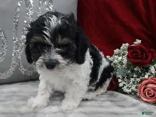 Cavapoo dogs Oreo - Ad 39