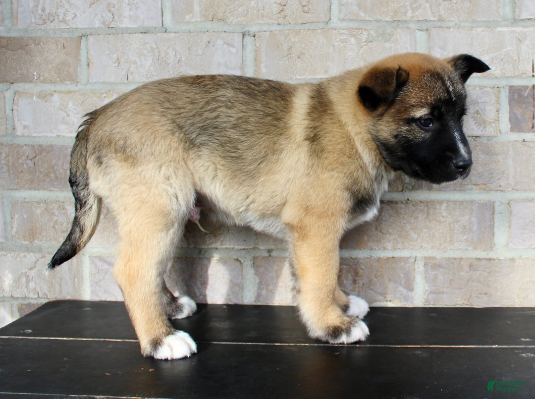 Mixed Breed dogs for sale: Sarge - Ad 4