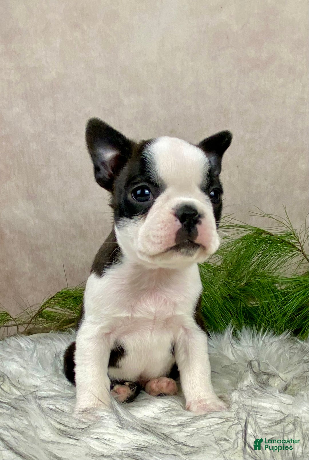 Boston Terrier dogs for sale: Mr. Ace - Ad 5