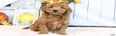 Fallon