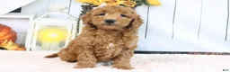 Mini Goldendoodle dogs for sale: Fallon - Ad 1