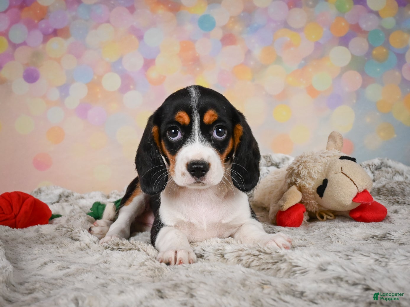 Beaglier dogs Bailey - Ad 1