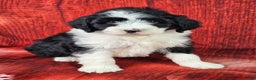 Mini Sheepadoodle dogs for sale: Coal - Ad 1