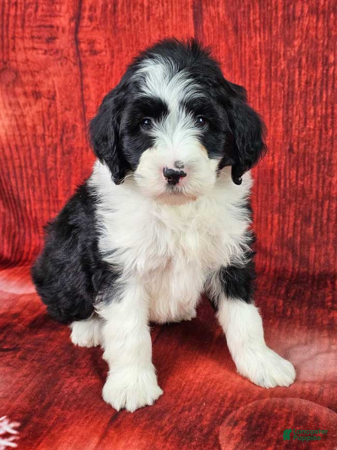 Mini Sheepadoodle dogs for sale: Coal - Ad 1