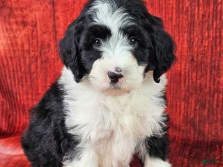 Mini Sheepadoodle dogs Coal - Ad 11