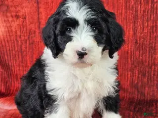 Mini Sheepadoodle dogs Coal - Ad 7