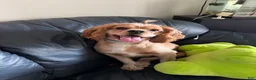 Cocker Spaniel dogs for sale: Cocker Spaniel Puppy 1 - Ad 1
