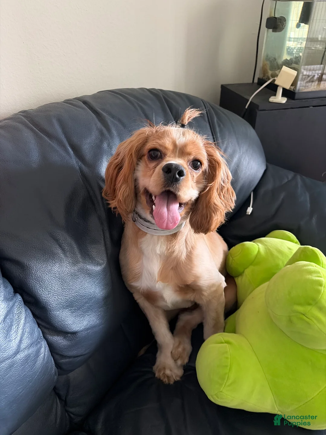Cocker Spaniel dogs for sale: Cocker Spaniel Puppy 1 - Ad 1