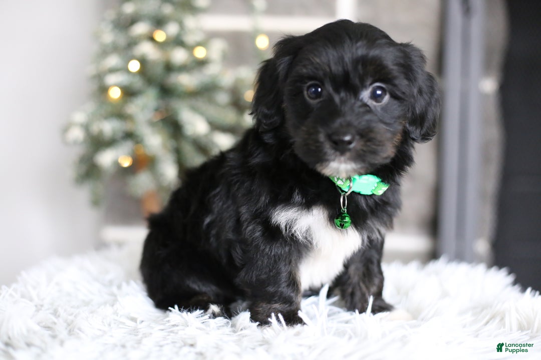 Yorkiepoo dogs for sale: Winston - Ad 8