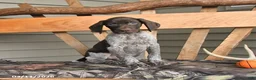 German Shorthaired Pointer dogs for sale: Wally - Ad 2