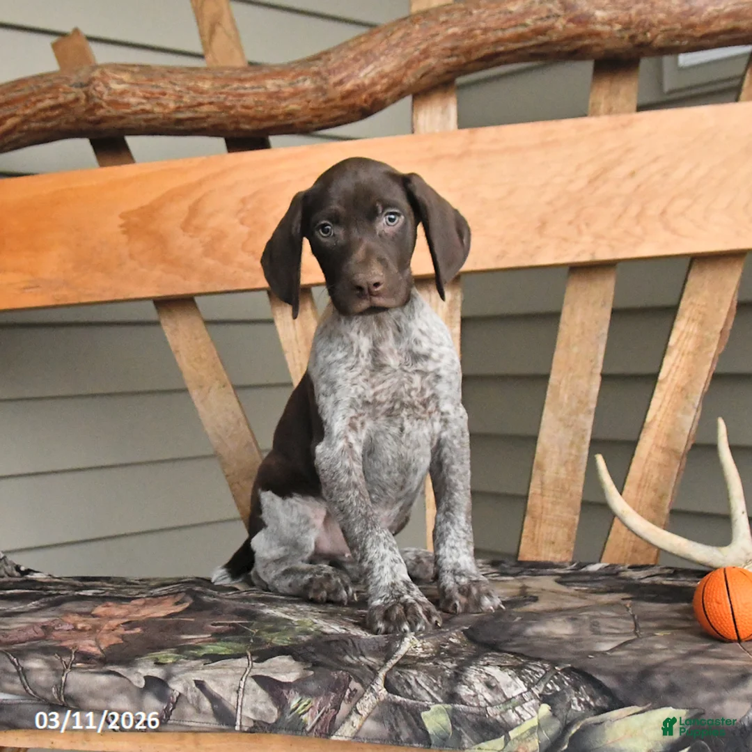 German Shorthaired Pointer dogs for sale: Wally - Ad 2