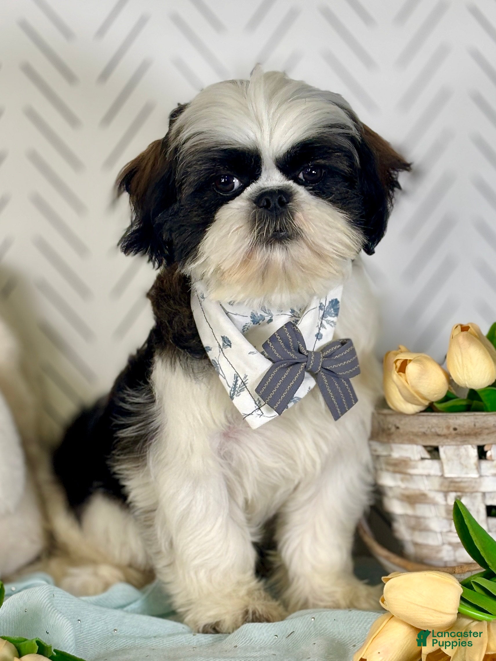 Shih Tzu dogs Spriggs - Ad 34