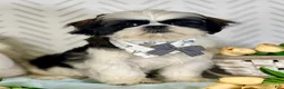 Shih Tzu dogs for sale: Spriggs - Ad 1
