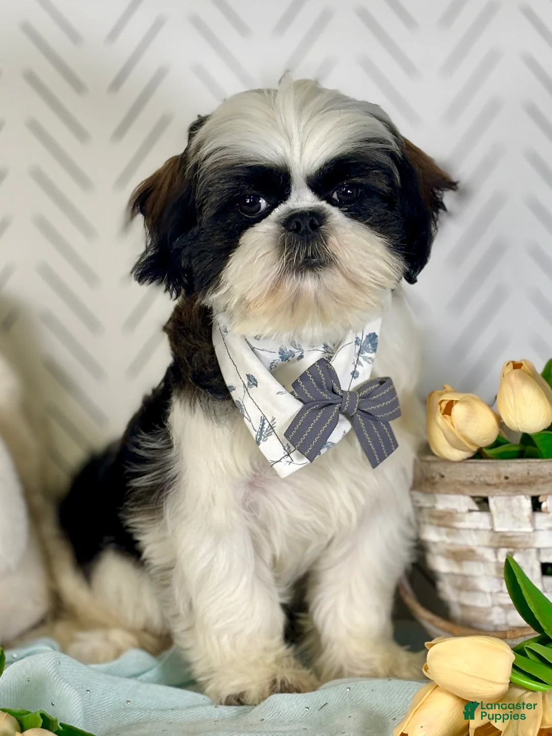 Shih Tzu dogs for sale: Spriggs - Ad 1