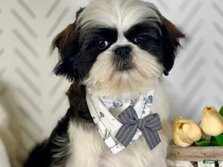 Shih Tzu dogs Spriggs - Ad 34