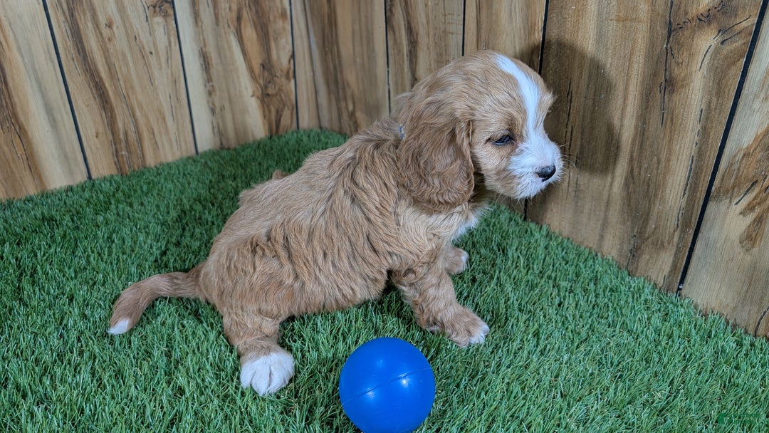 Cavapoo dogs for sale: Brin Boy 1 - Ad 3