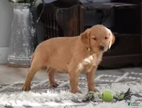 Golden Retriever dogs Daisy  - Ad 2