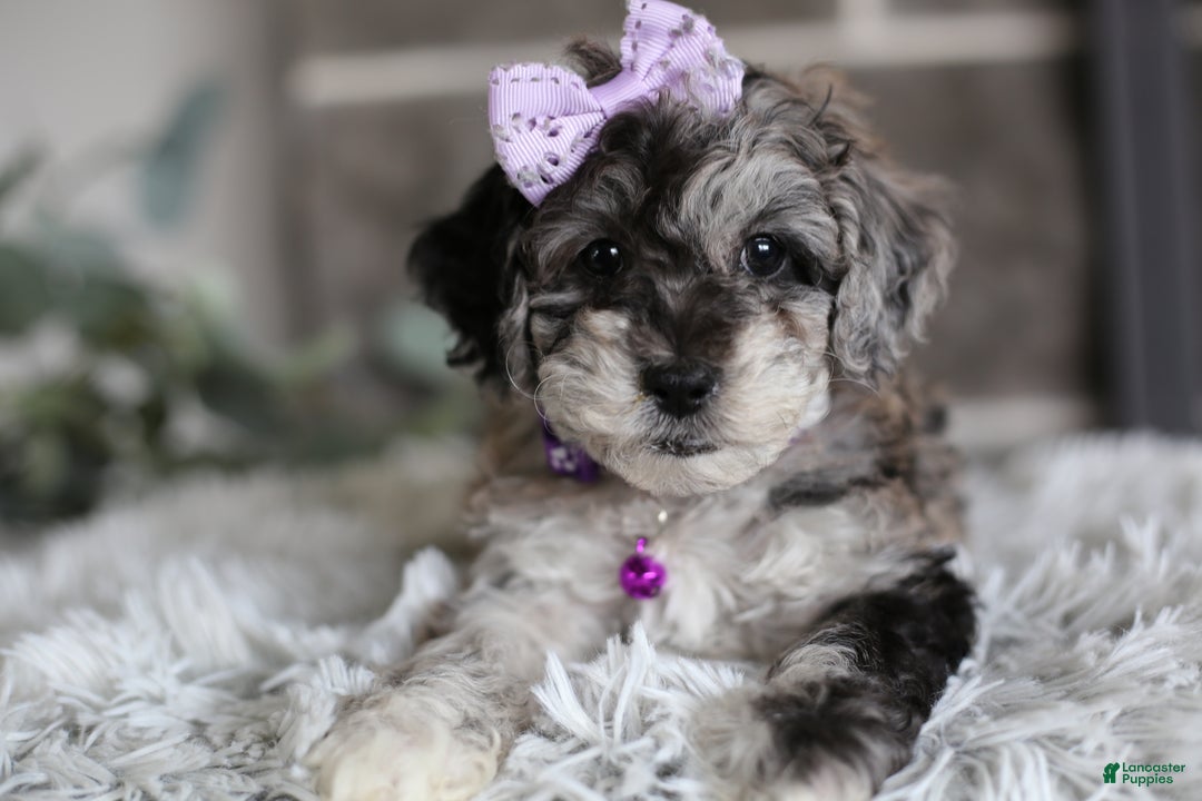 Miniature Poodle dogs for sale: Evie - Ad 11