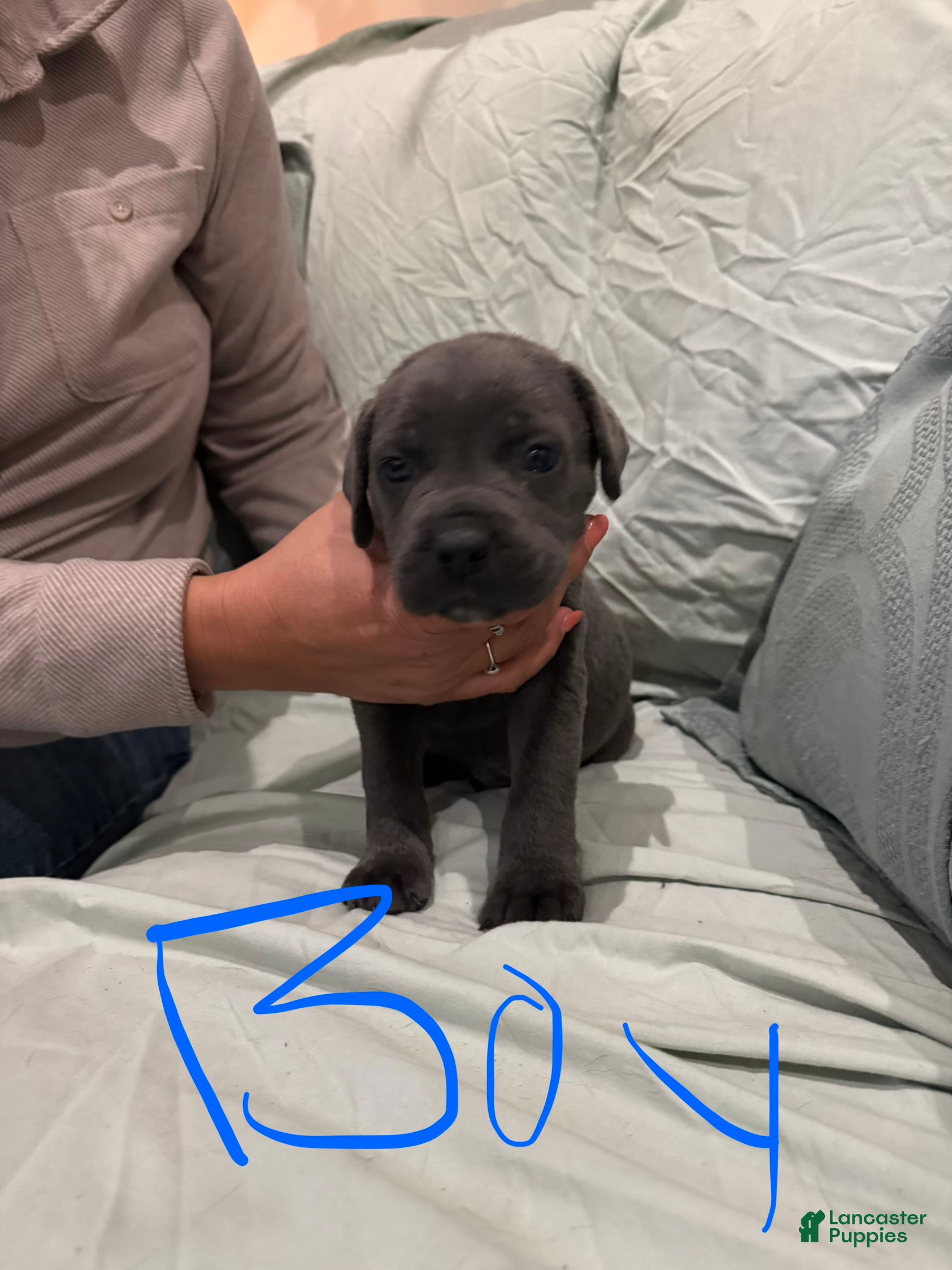 Cane Corso dogs Cane Corso Puppy 7 - Ad 33