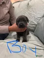 Cane Corso Puppy 7