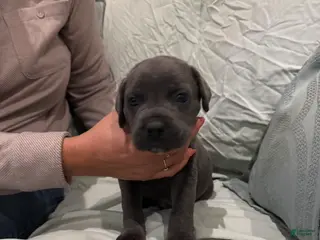 Cane Corso dogs Cane Corso Puppy 7 - Ad 33