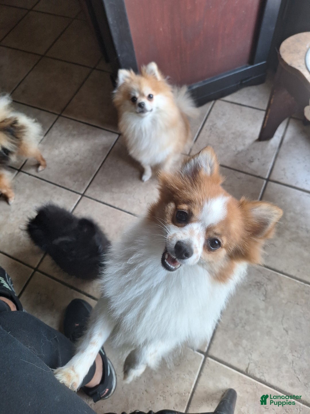 Pomeranian dogs for sale: Stella - Ad 8