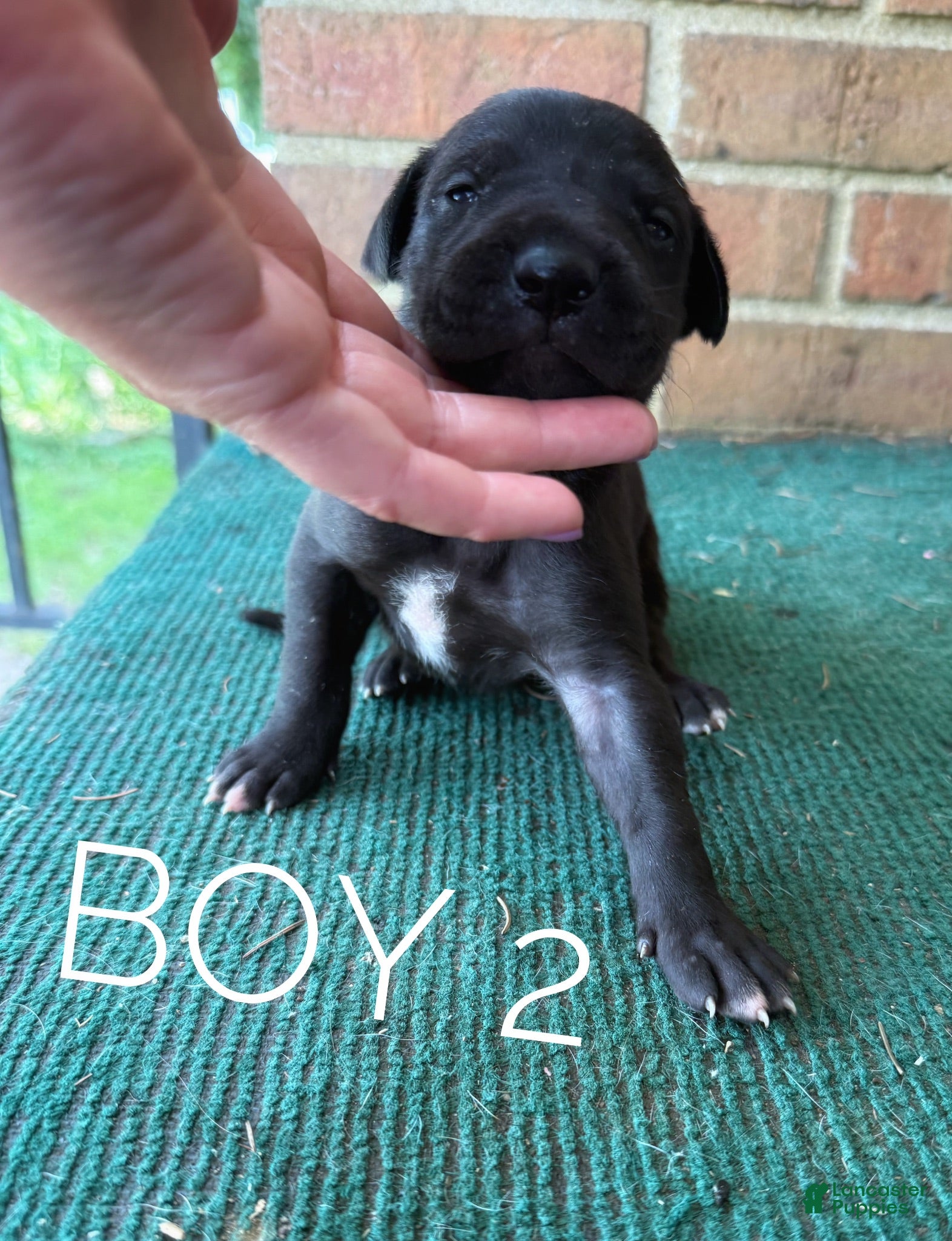 Great Dane dogs Male pup - Ad 2