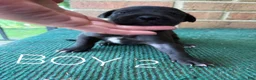 Great Dane dogs for sale: Male pup - Ad 2