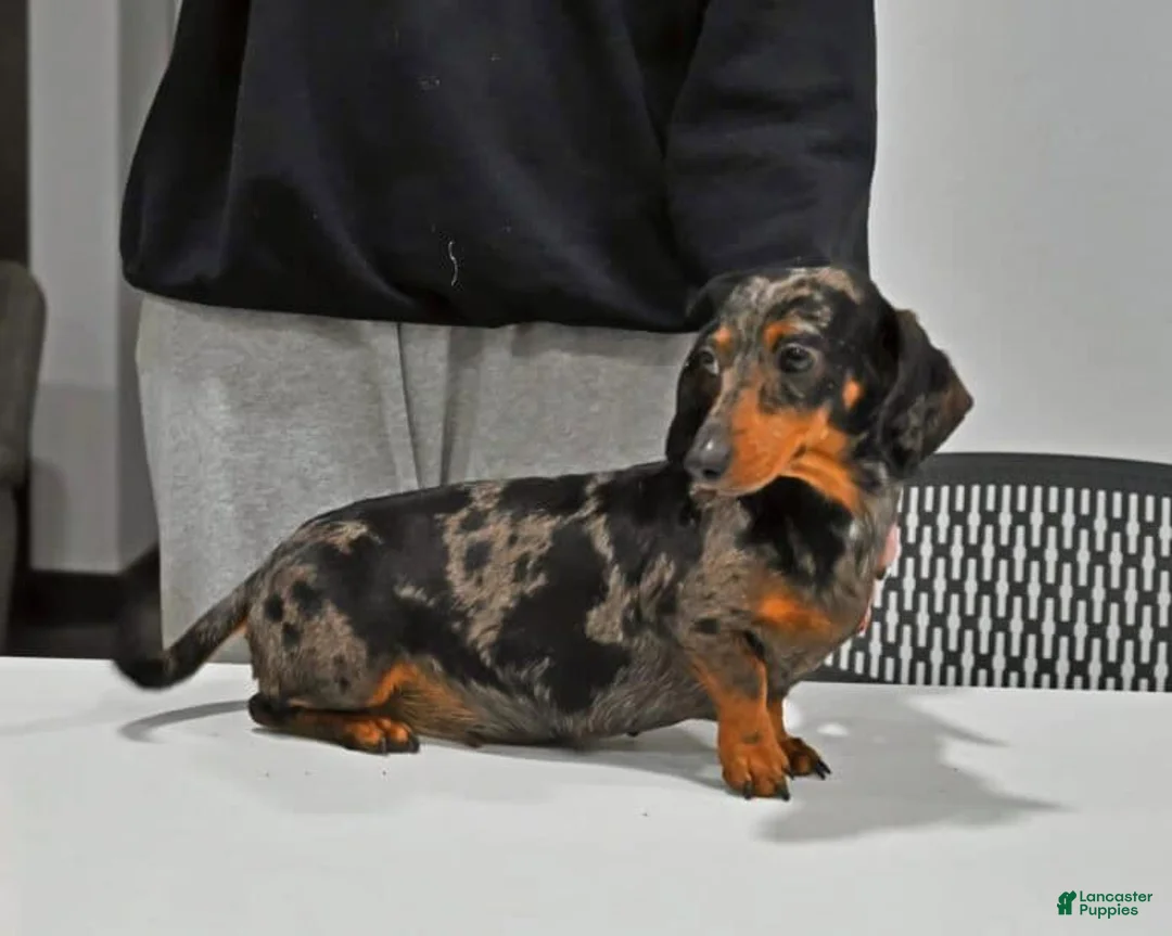 Miniature Dachshund dogs for sale: Thomas - Ad 2