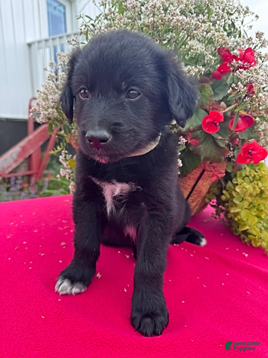 Mixed Breed dogs for sale: Buster - Ad 4