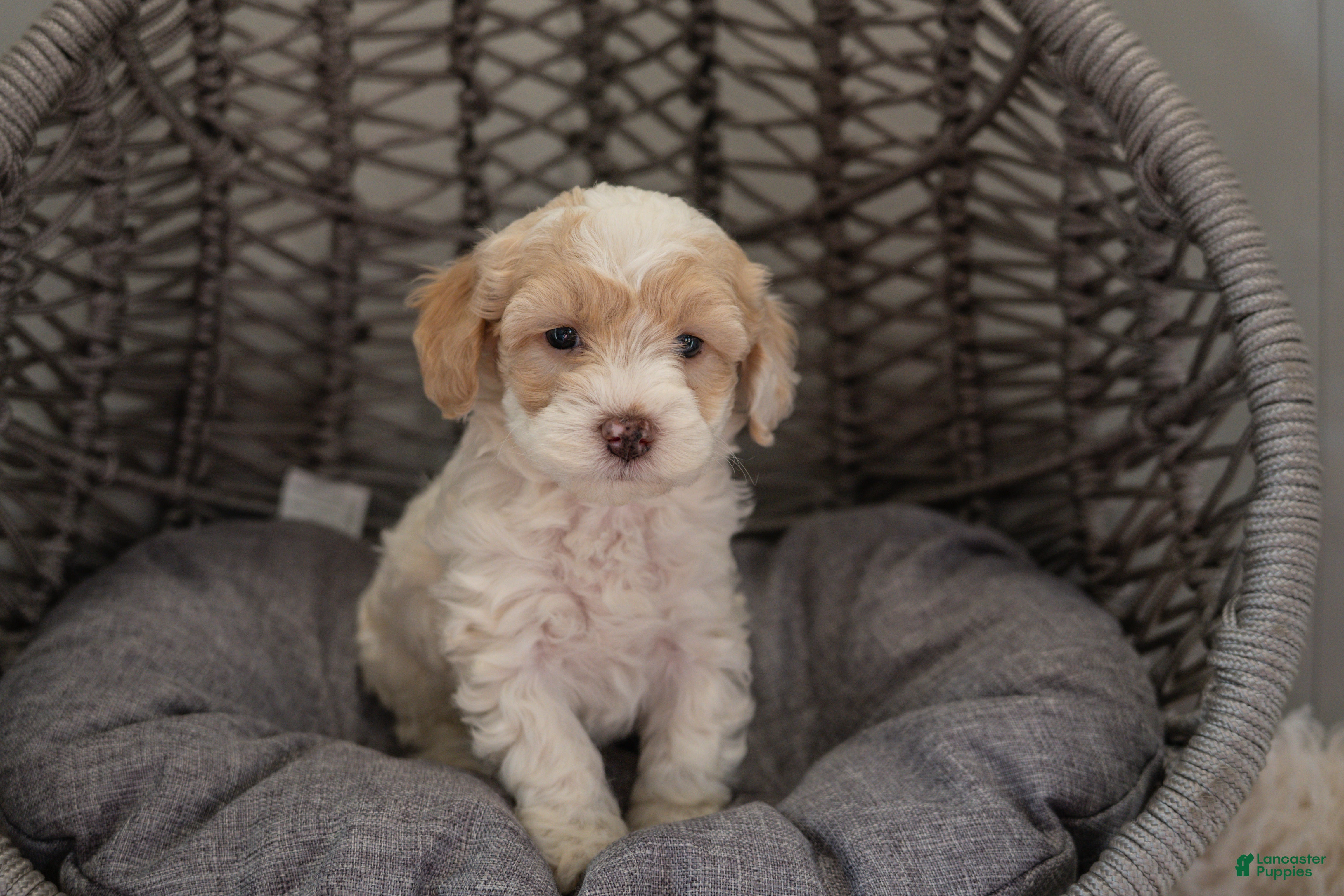 Cockapoo dogs Bella - Ad 2