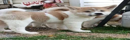 Akita dogs for sale: Willow - Ad 3