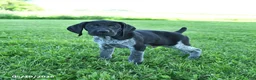 German Shorthaired Pointer dogs for sale: Gunner - Ad 2