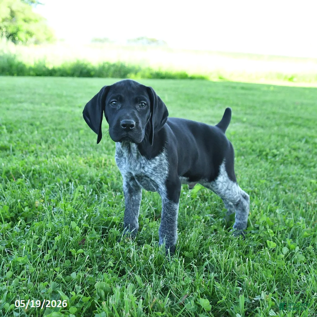 German Shorthaired Pointer dogs for sale: Gunner - Ad 2