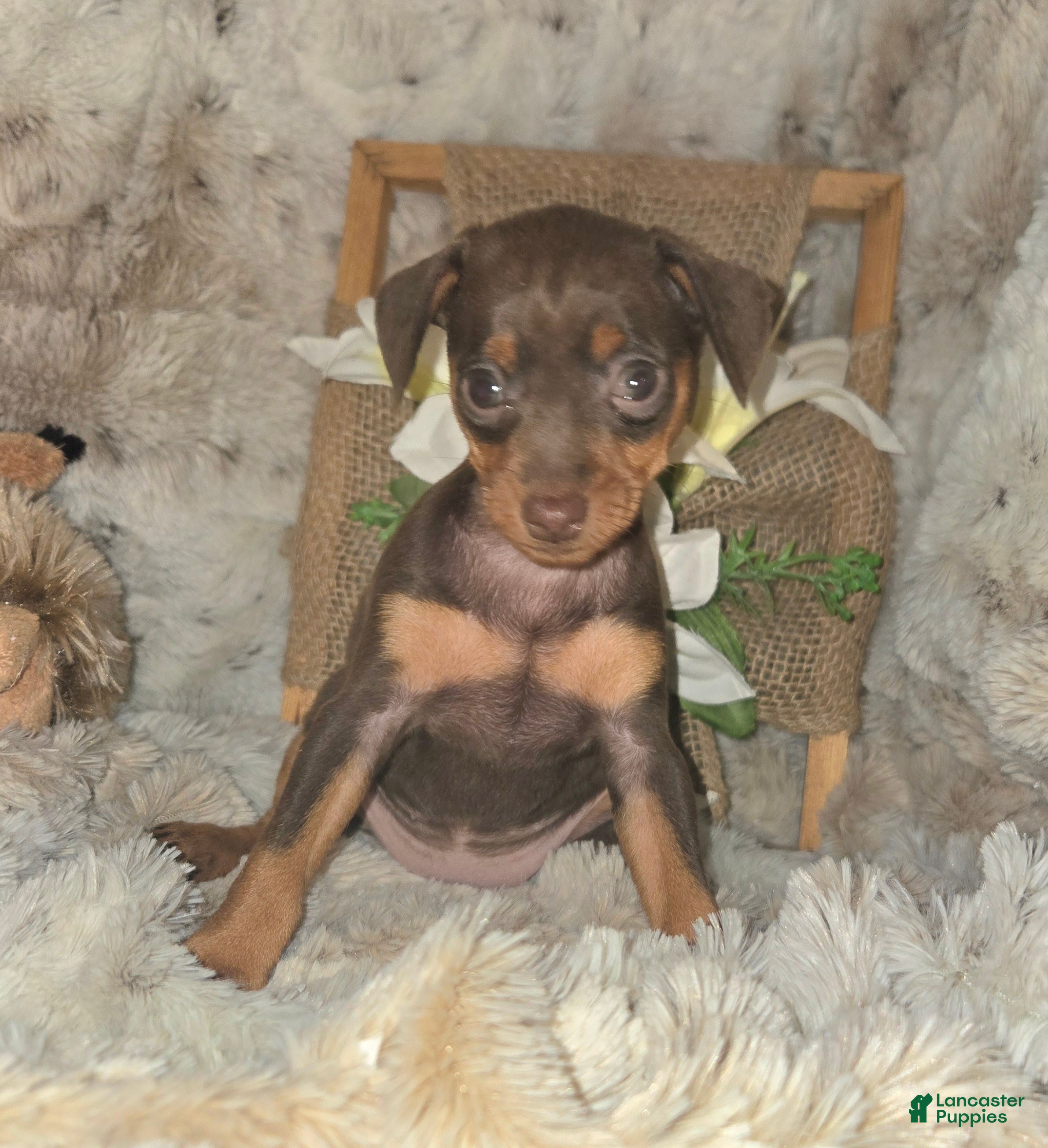 Miniature Pinscher dogs Chocolate Cherry  - Ad 2