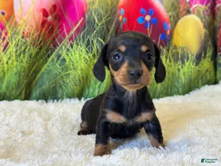 Dachshund dogs Winney - Ad 3