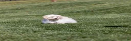Teddy Bear dogs for sale: Lafayette - Ad 4