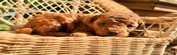 Toy Poodle dogs for sale: Willow  - Ad 3
