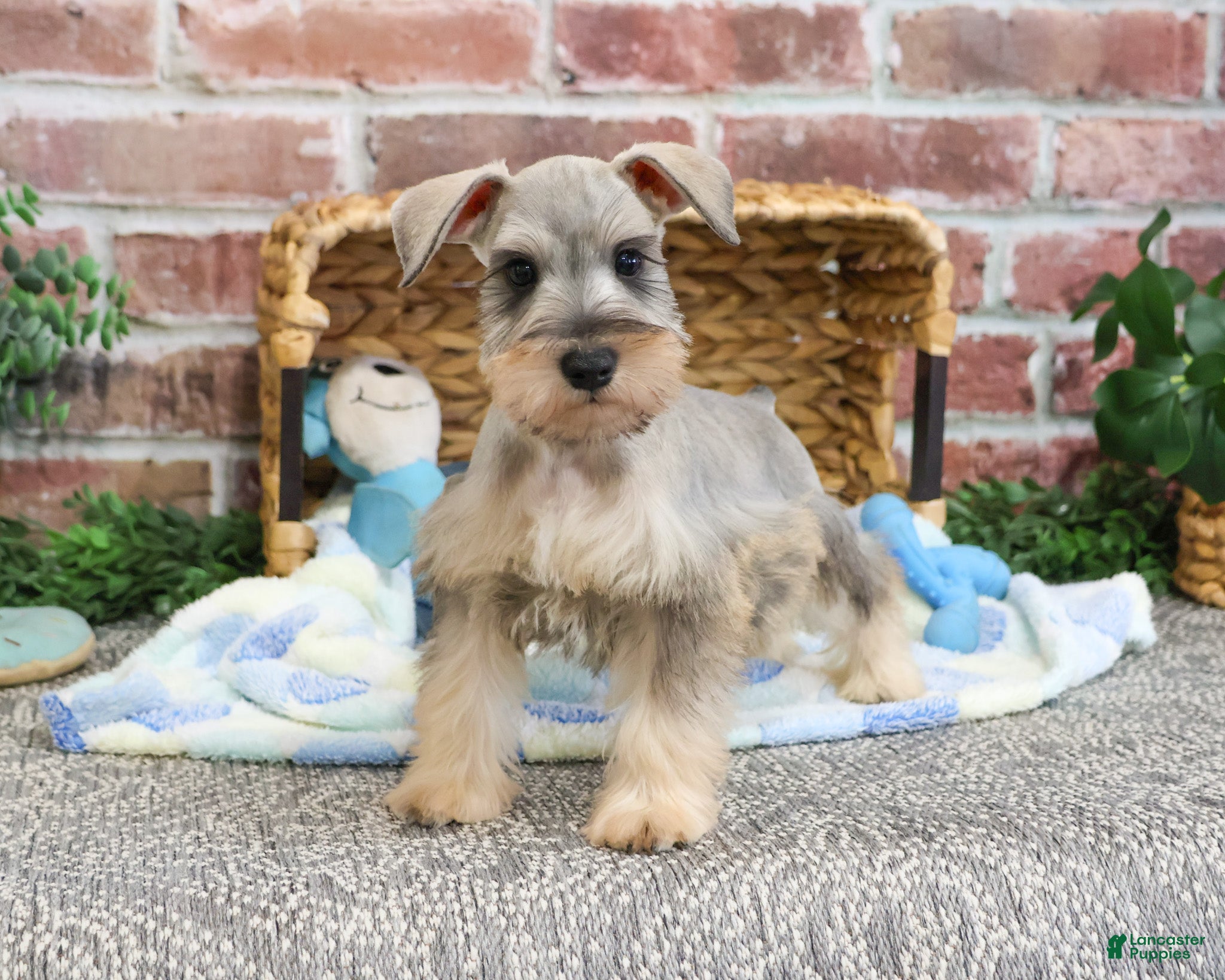 Miniature Schnauzer dogs Thor - Ad 35