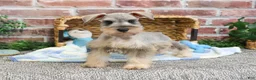 Miniature Schnauzer dogs for sale: Thor - Ad 1