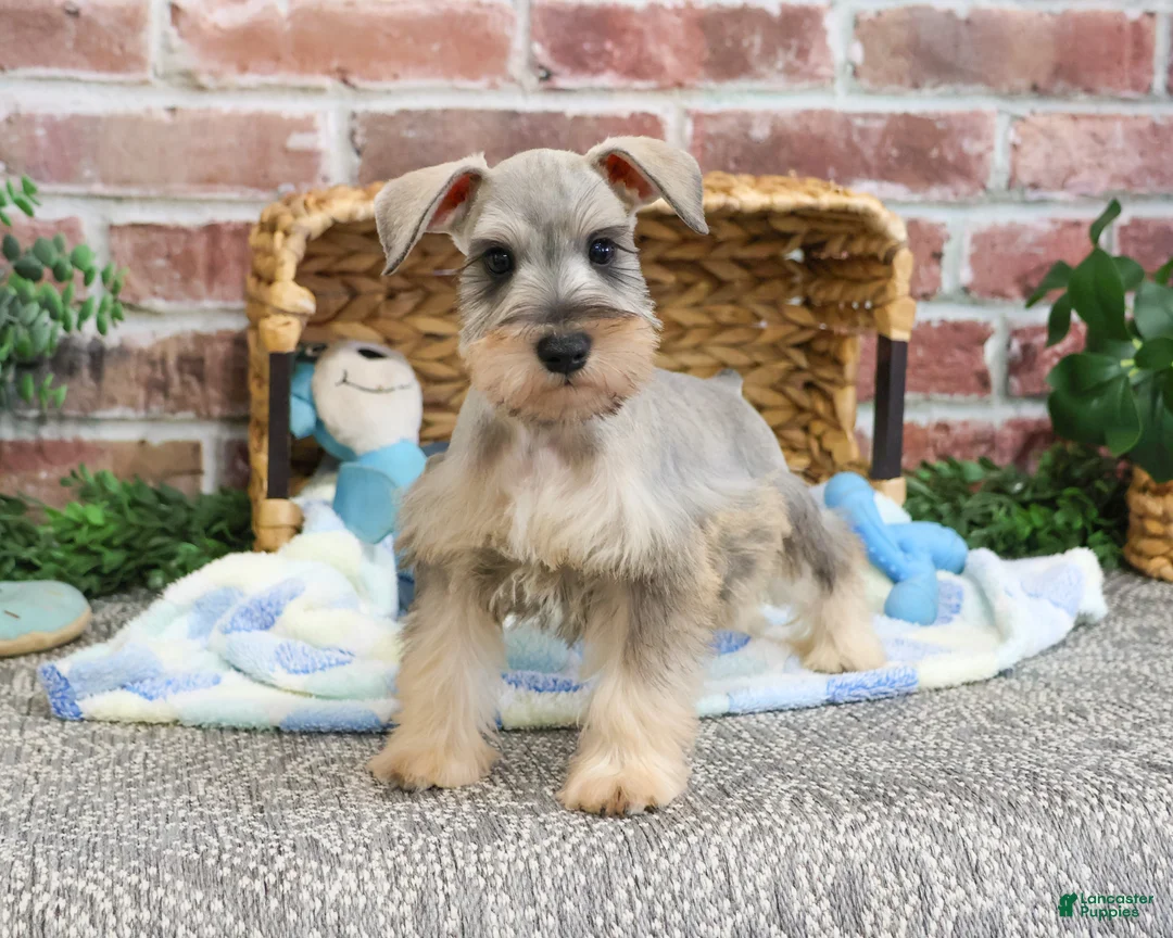 Miniature Schnauzer dogs for sale: Thor - Ad 1