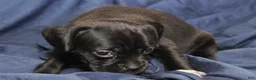 Puggle dogs for sale: Chewy - Ad 21