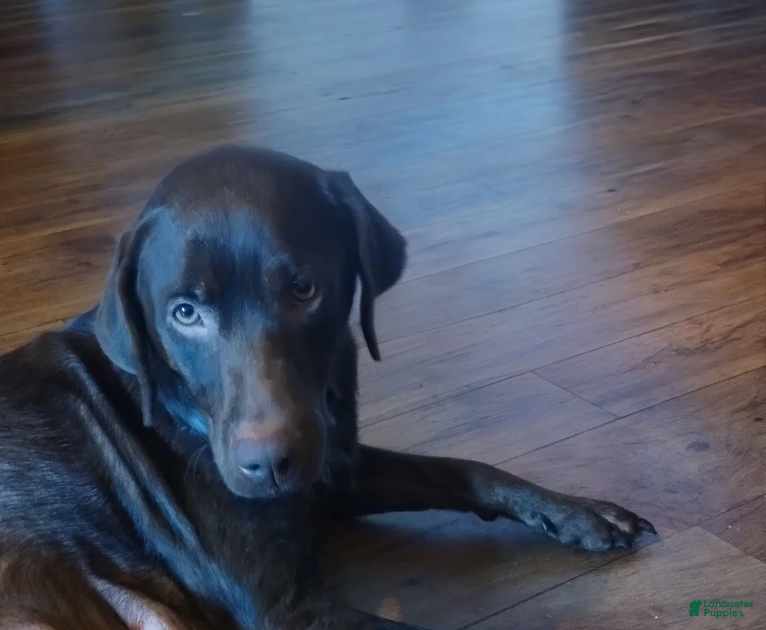 Labrador Retriever dogs for sale: Grogu  - Ad 2