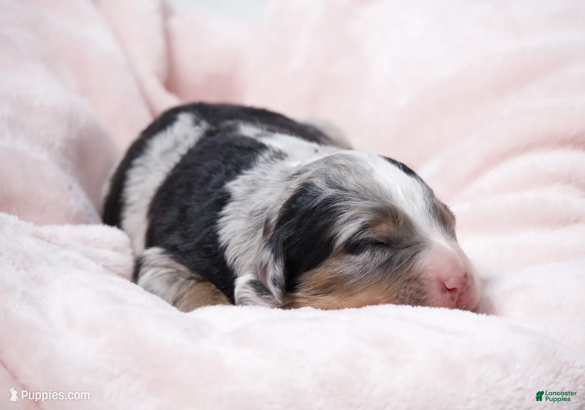 Mini Bernedoodle dogs for sale: Jasmine  - Ad 2