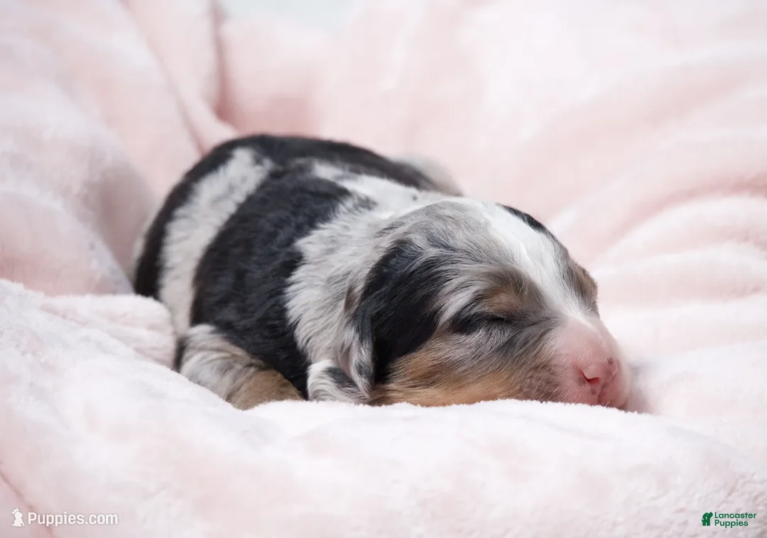 Mini Bernedoodle dogs for sale: Jasmine  - Ad 2