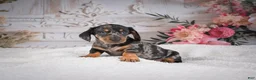 Miniature Dachshund dogs for sale: AKC-Marco - Ad 2