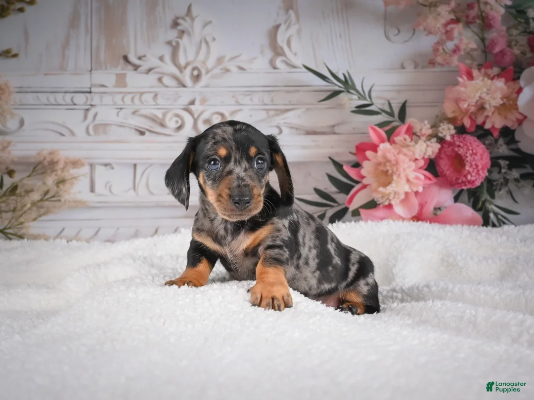 Miniature Dachshund dogs for sale: AKC-Marco - Ad 2